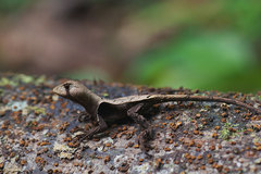 Stenocercus fimbriatus