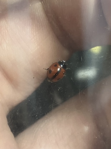 Winter Lady Beetle photo 2