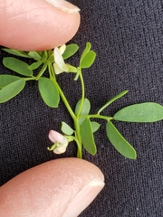 Acmispon parviflorus