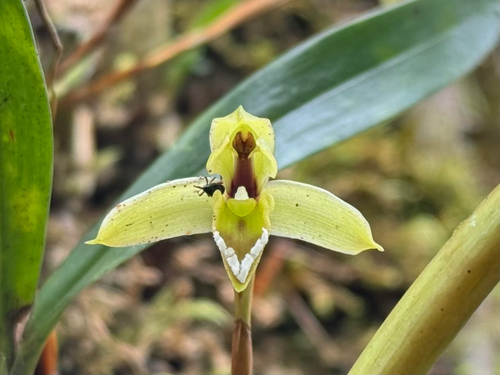 Maxillaria notylioglossa, photograph 4