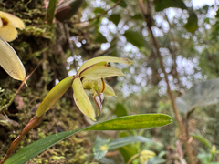 Maxillaria notylioglossa, photograph (c) topeuna, some rights reserved (CC BY)