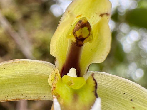 Maxillaria notylioglossa, photograph 3