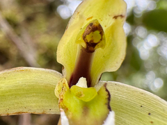 Maxillaria notylioglossa, photograph (c) topeuna, some rights reserved (CC BY)
