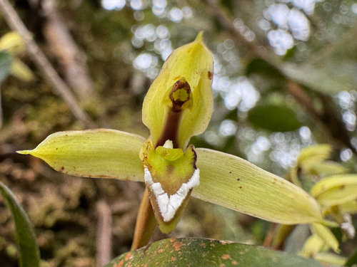 Maxillaria notylioglossa, photograph 1