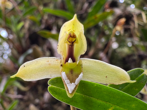 Maxillaria notylioglossa