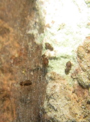 Archipsocidae