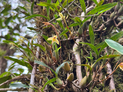 Maxillaria notylioglossa, photograph 6