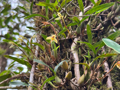 Maxillaria notylioglossa, photograph (c) topeuna, some rights reserved (CC BY)