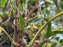 Maxillaria notylioglossa, photograph (c) topeuna, some rights reserved (CC BY)