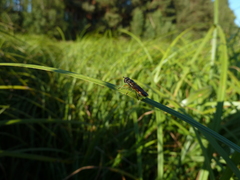 Pyrophaena granditarsis