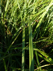 Pyrophaena granditarsis