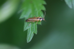 Cantharis decipiens