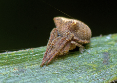 Araneus arenaceus