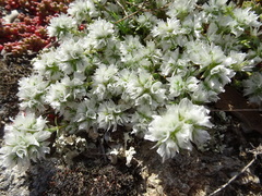 Paronychia capitata