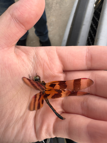 Halloween Pennant