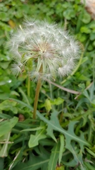 Taraxacum formosanum