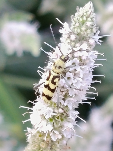Grape Wood Borer