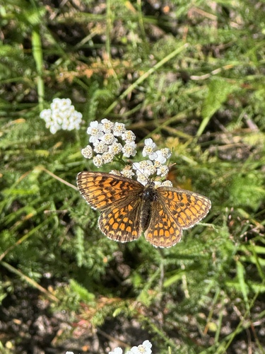 Heath Fritillary