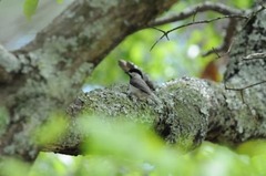 Poecile carolinensis