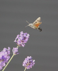 Macroglossum stellatarum