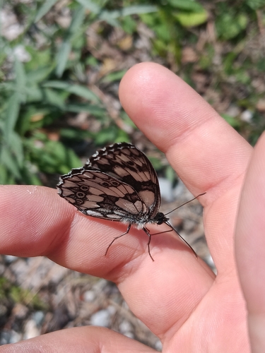 Marbled White