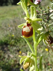 Ophrys exaltata