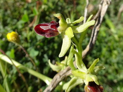 Ophrys exaltata