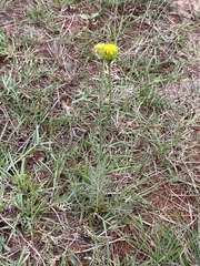 Lasiosiphon sericocephalus