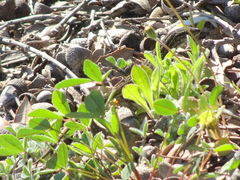Psammodromus edwarsianus