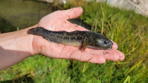 Longjaw mudsucker (Gillichthys mirabilis) — Gobiidae — 2