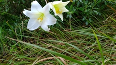 Lilium longiflorum