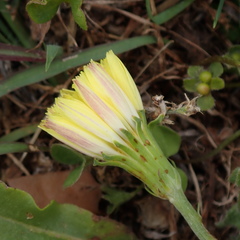Pyrrhopappus pauciflorus