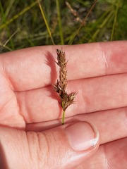 Carex disticha, photograph (c) Anne Heckmann, some rights reserved (CC BY)