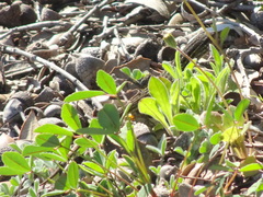 Psammodromus edwarsianus