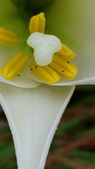 Lilium longiflorum