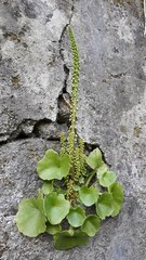 Umbilicus rupestris