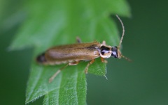 Cantharis decipiens