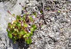 Cymbalaria muralis