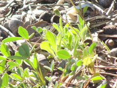 Psammodromus edwarsianus