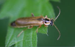 Cantharis decipiens