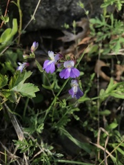 Collinsia violacea