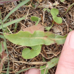 Pyrrhopappus pauciflorus