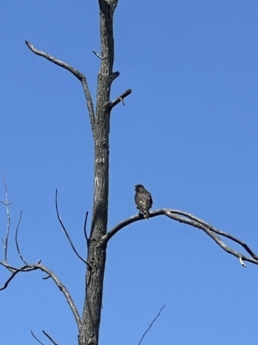 Merlin observed by ilovefrogsmorethanyoudo
