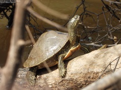 Graptemys sabinensis