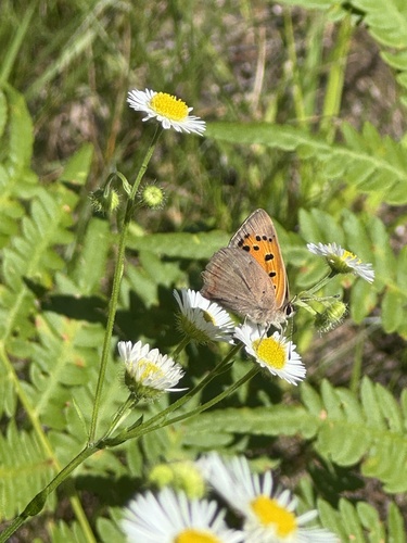 Small Copper
