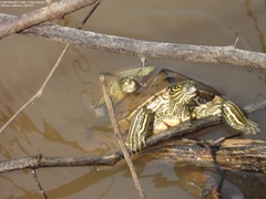 Graptemys sabinensis