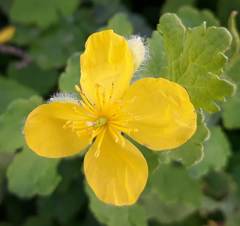 Chelidonium majus