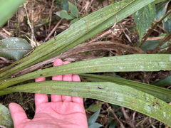 Zygopetalum maculatum, photograph (c) topeuna, some rights reserved (CC BY)