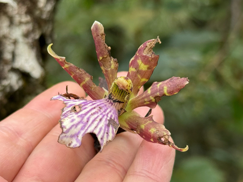 Zygopetalum maculatum, photograph 1
