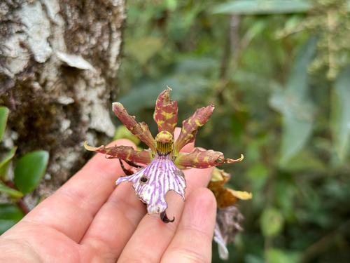Zygopetalum maculatum